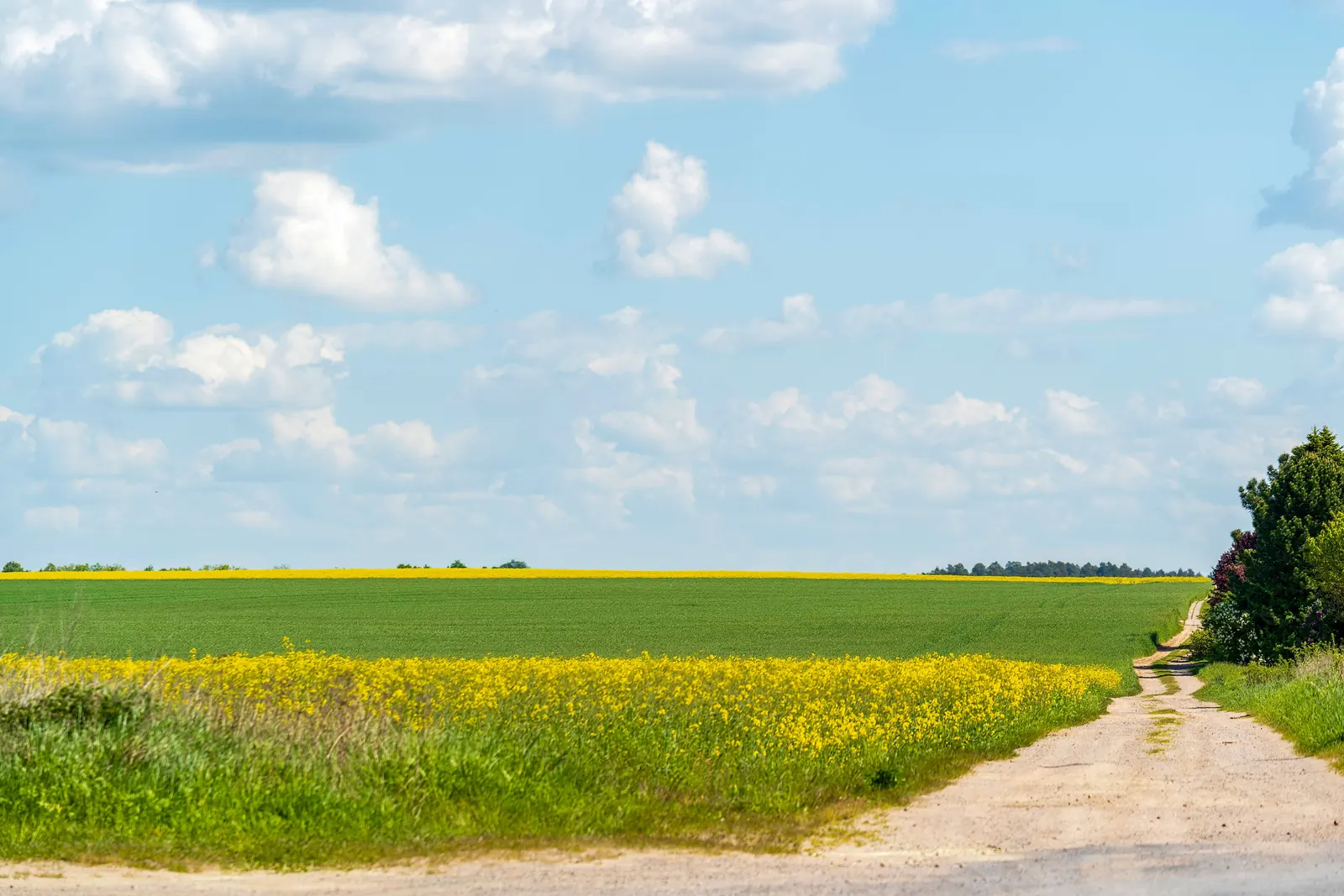 A quiet path along a green field with yellow flowers under a blue sky